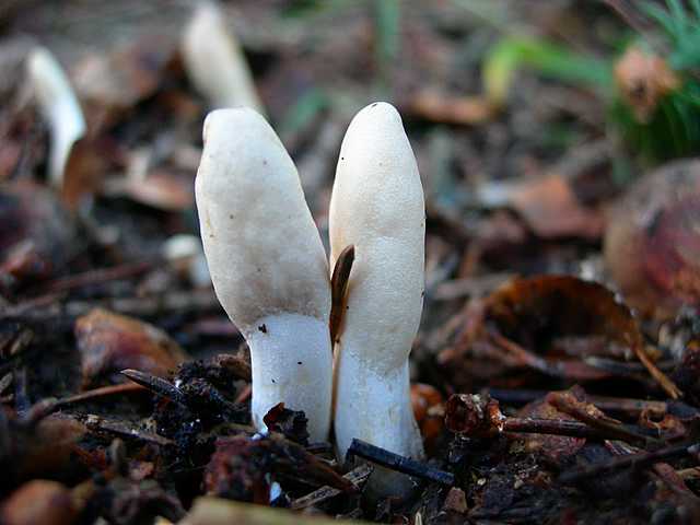 2005 :  Un anno di funghi